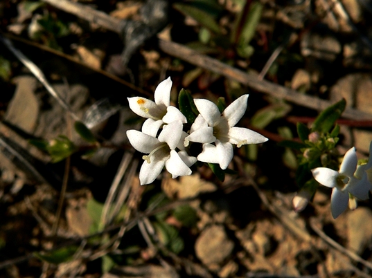 {Houstonia canadensis}